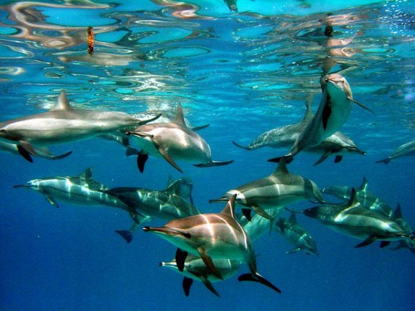 红海海豚