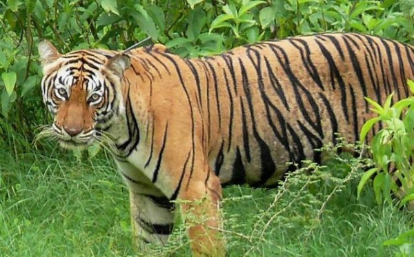 印度的老虎