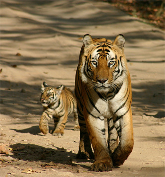 老虎和幼崽