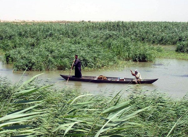 伊拉克的沼泽地