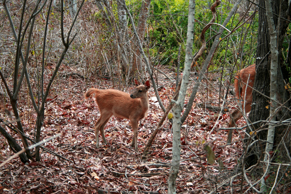 西巴厘国家公园的Menjangan鹿。