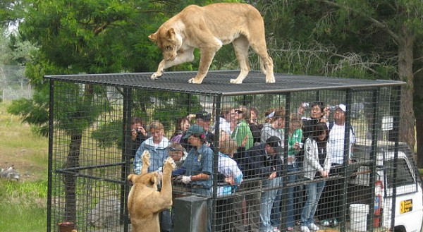 喂狮子动物园
