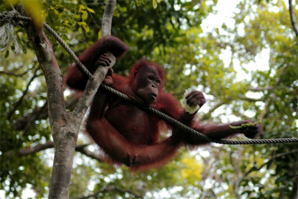 猩猩马来西亚