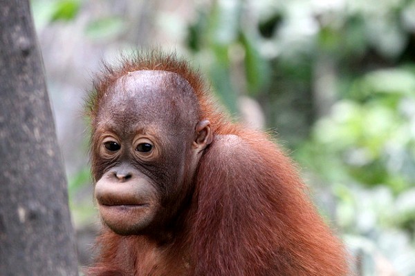 猩猩宝宝，西碧洛克自然保护区。图片来源:Daniel Kleeman