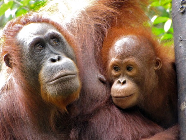 猩猩妈妈和小猩猩