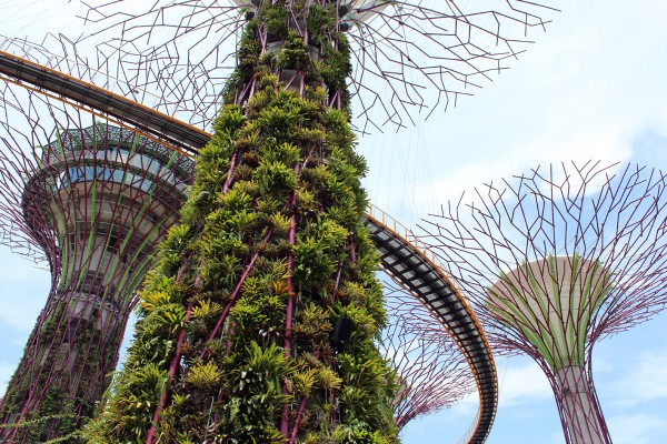 新加坡海湾的垂直花园