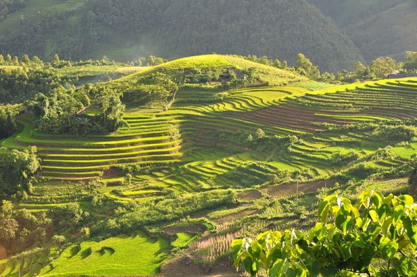 越南萨帕的稻田