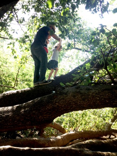 在海德爬树