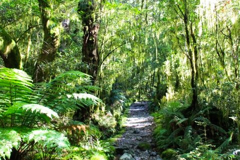森林米尔福德赛道，新西兰。