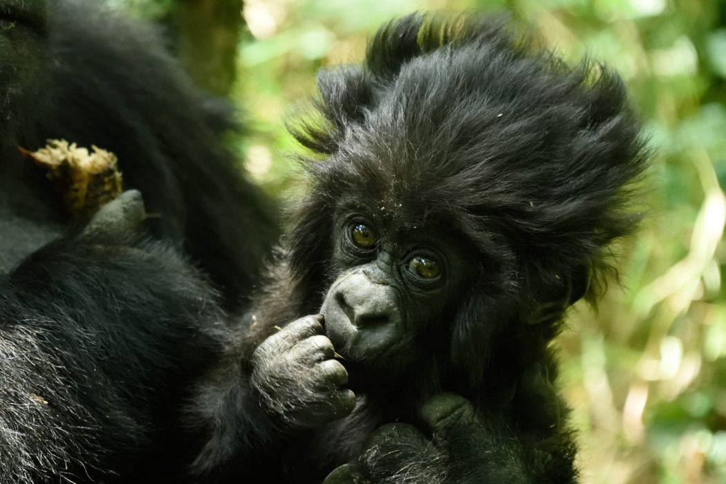 卢旺达山地大猩猩