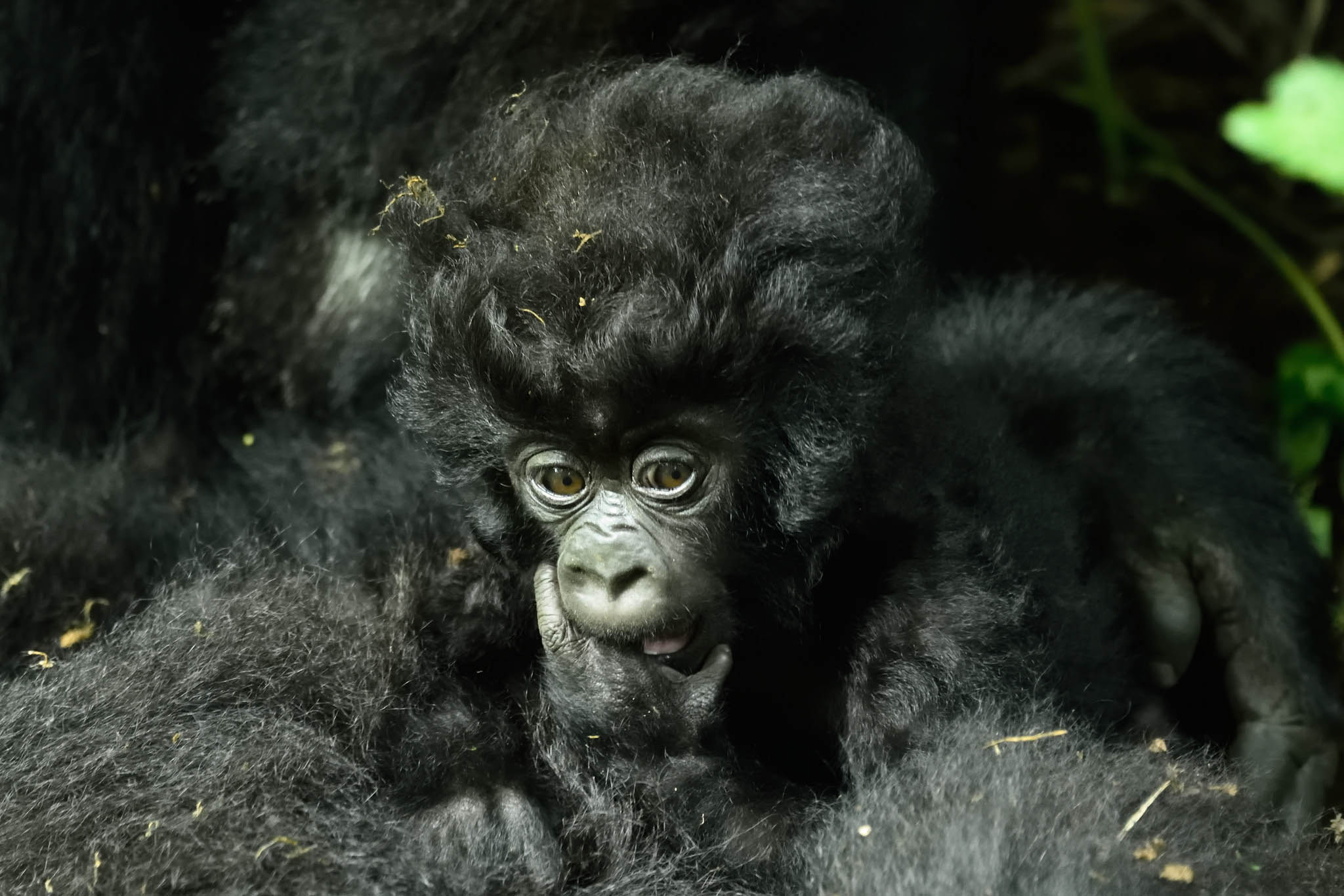 卢旺达大猩猩宝宝