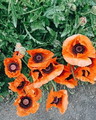 多年来，我一直避免在阵亡将士纪念日佩戴罂粟花，因为在我的家乡北爱尔兰，罂粟花是一种分裂的象征。在我的成长过程中，佩戴罂粟花被认为是表明你的政治忠诚的徽章，而不是纪念那些在世界大战中死去的人。作为一个和平主义者，我不想表现出与任何战争的联系，所以没有戴。•但随着年龄的增长，我变得更聪明，受教育程度也更高，每次11月11日来临，我都会陷入沉思，有时会想起那些参战的人，他们中的许多人别无选择。我能想象征兵是多么可怕，作为一个母亲看着自己十几岁的儿子/女儿去打仗，知道自己可能再也见不到他们，那该是多么的艰难。他们知道在冬天，他们坐在满是雨水的战壕里，饥肠辘辘，对日夜轰炸他们的景象和声音感到恐惧，为那些永远见不到他们脸的人而战。为了我们所拥有的自由而斗争。谢谢你。•现在，我拥抱罂粟花，把它作为纪念和希望的象征。尽管2020年是多么令人难以置信的垃圾，但我们非常幸运地拥有我们所拥有的生活——我们大多数人——没有生活在世界大战期间，并希望我们永远不会再看到战争。 So for those who have fallen - in all the wars - from whatever religion, race or place, these poppies are for you. • 'They shall grow not old, as we that are left grow old: Age shall not weary them, nor the years condemn. At the going down of the sun and in the morning, We will remember them.’ (Laurence Binyon) • #poppy #poppies #remembranceday #november11 #thankyou #lestweforget #weremember
