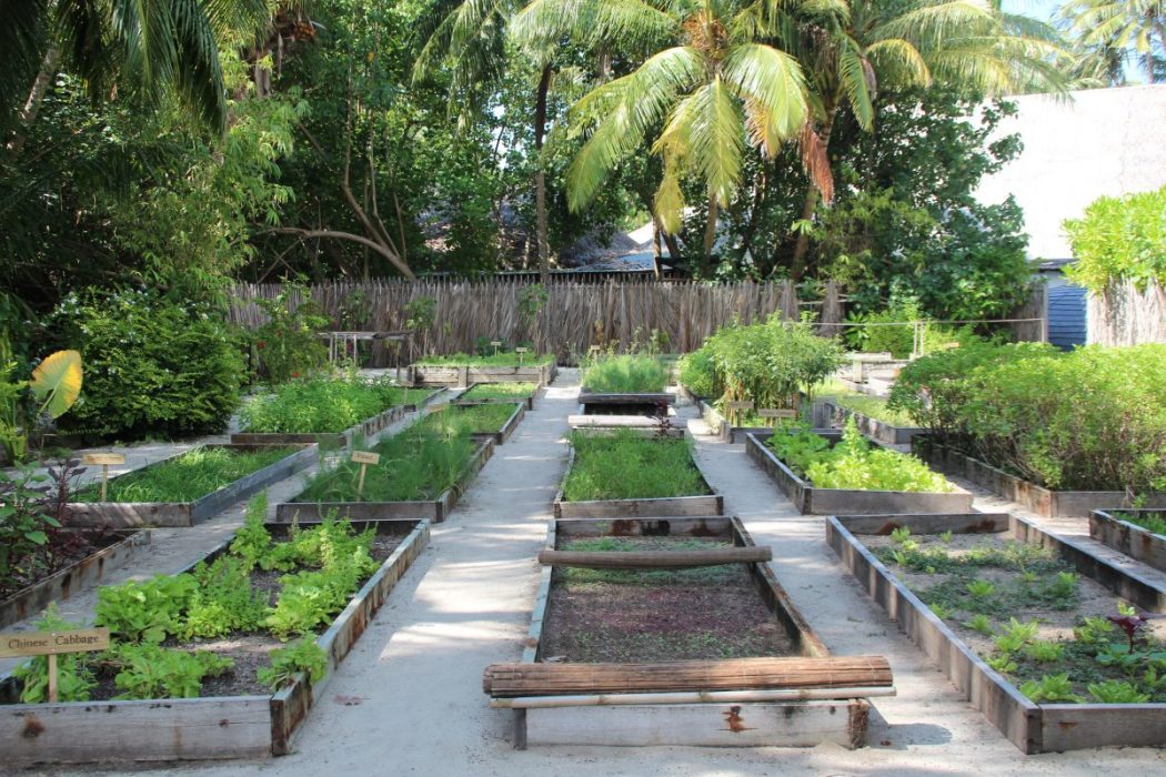 吉利兰kanfushi厨房花园